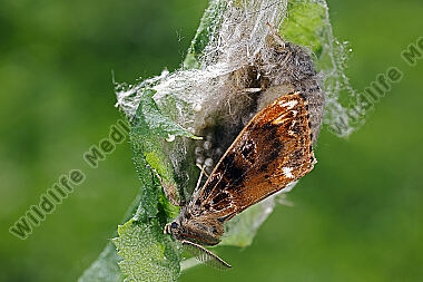Eckfleck-Bürstenspinner Paarung