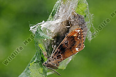 Eckfleck-Bürstenspinner Paarung