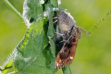 Eckfleck-Bürstenspinner Paarung