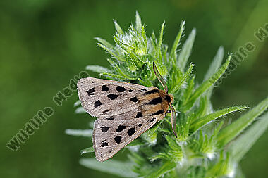 Fleckenbär Männchen