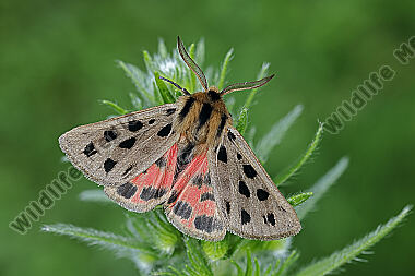 Fleckenbär Männchen