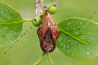 Fliederspanner Puppe