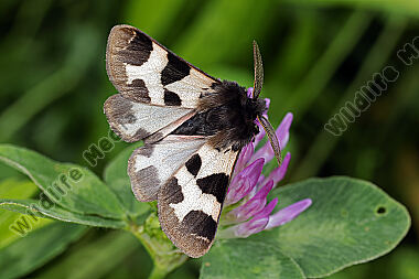 Labkrautbär Männchen
