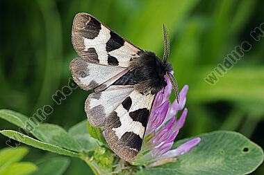 Labkrautbär Männchen