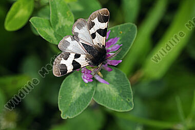 Labkrautbär Männchen