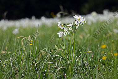 Weiße Narzisse