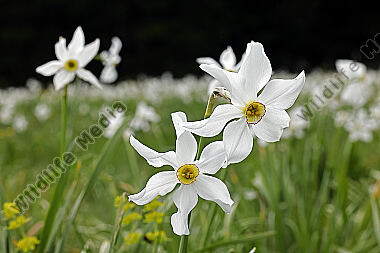 Weiße Narzisse
