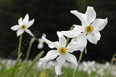 Weiße Narzisse
