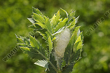 Wolfsmilch-Ringelspinner Kokon