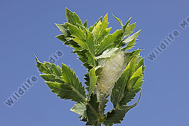 Wolfsmilch-Ringelspinner Kokon