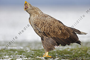 Seeadler Altvogel