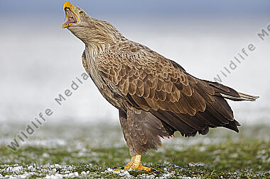 Seeadler Altvogel