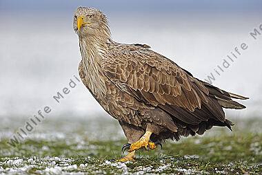 Seeadler Altvogel