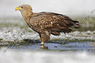 Seeadler immatur