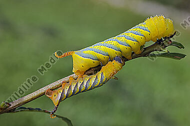 Totenkopfschwärmer halberwachsene Raupe