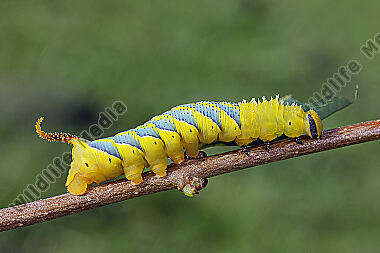 Totenkopfschwärmer halberwachsene Raupe