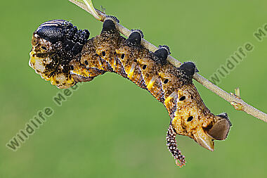 Totenkopfschwärmer Raupe