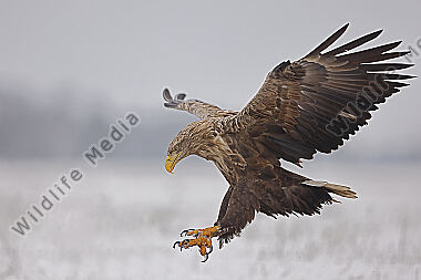 Seeadler Altvogel
