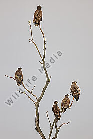 Seeadler Gruppe im Nebel