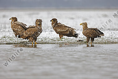 Seeadler Gruppe im Nebel