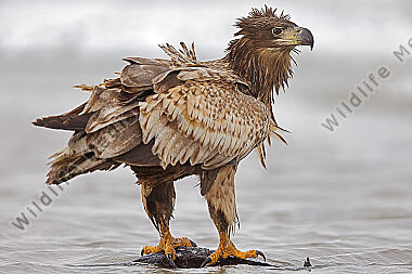 Seeadler Jungvogel