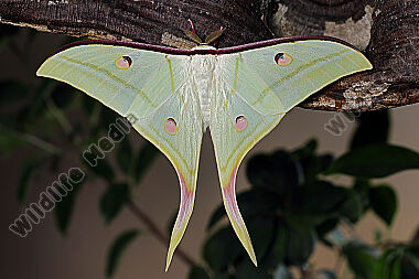 Indischer Mondspinner Männchen