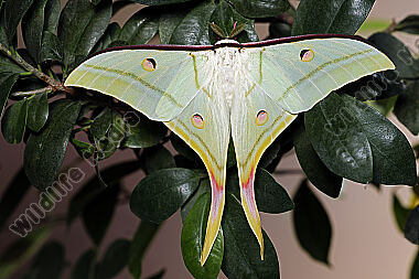 Indischer Mondspinner Männchen