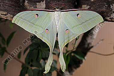 Indischer Mondspinner Weibchen