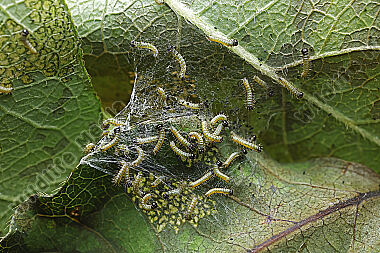 Alpen-Maivogel Eiraupen