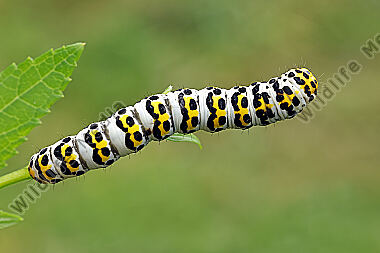 Braunwurzmönch Raupe