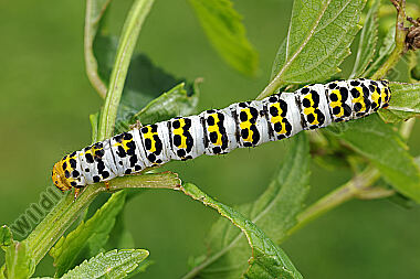 Braunwurzmönch Raupe