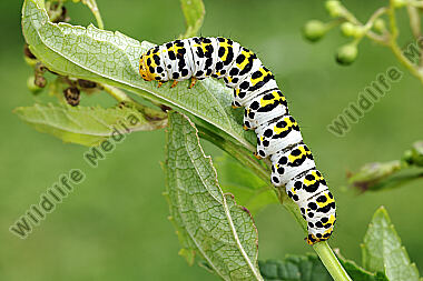 Braunwurzmönch Raupe