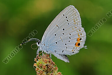 Kurzschwänziger Bläuling