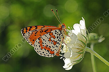 Roter Scheckenfalter Männchen
