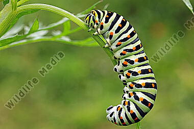 Schwalbenschwanz Raupe