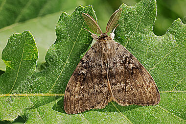 Schwammspinner Männchen