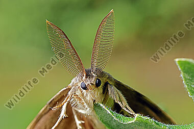 Schwammspinner Männchen