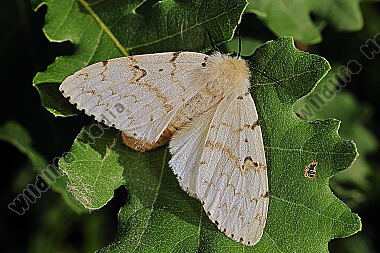 Schwammspinner Weibchen