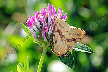 Wolfsmilch-Ringelspinner Männchen
