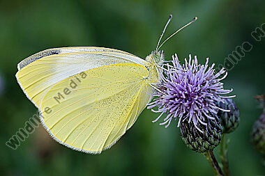 Kleiner Kohlweißling