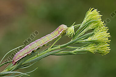 Dunkelgrauer Goldaster-Mönch Raupe