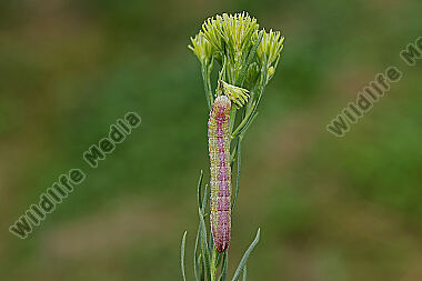 Dunkelgrauer Goldaster-Mönch Raupe