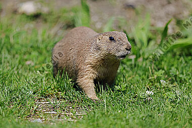 Schwarzschwanz Präriehund