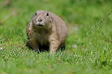 Schwarzschwanz Präriehund