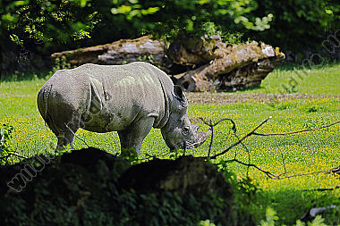 Südliches Breitmaulnashorn