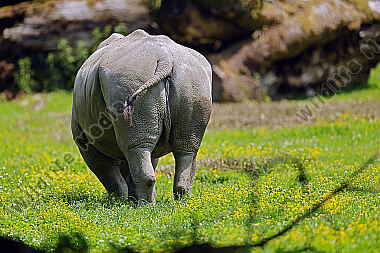 Südliches Breitmaulnashorn