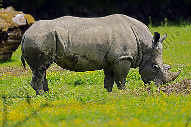 Südliches Breitmaulnashorn