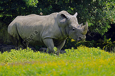 Südliches Breitmaulnashorn