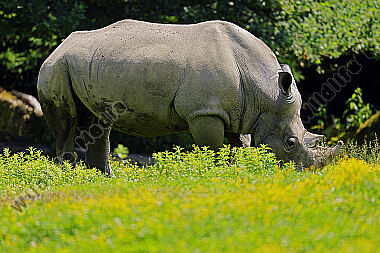 Südliches Breitmaulnashorn