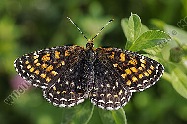 Baldrian-Scheckenfalter